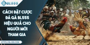 Cách Đặt Cược Đá Gà BL555 Hiệu Quả Cho Người Mới Tham Gia